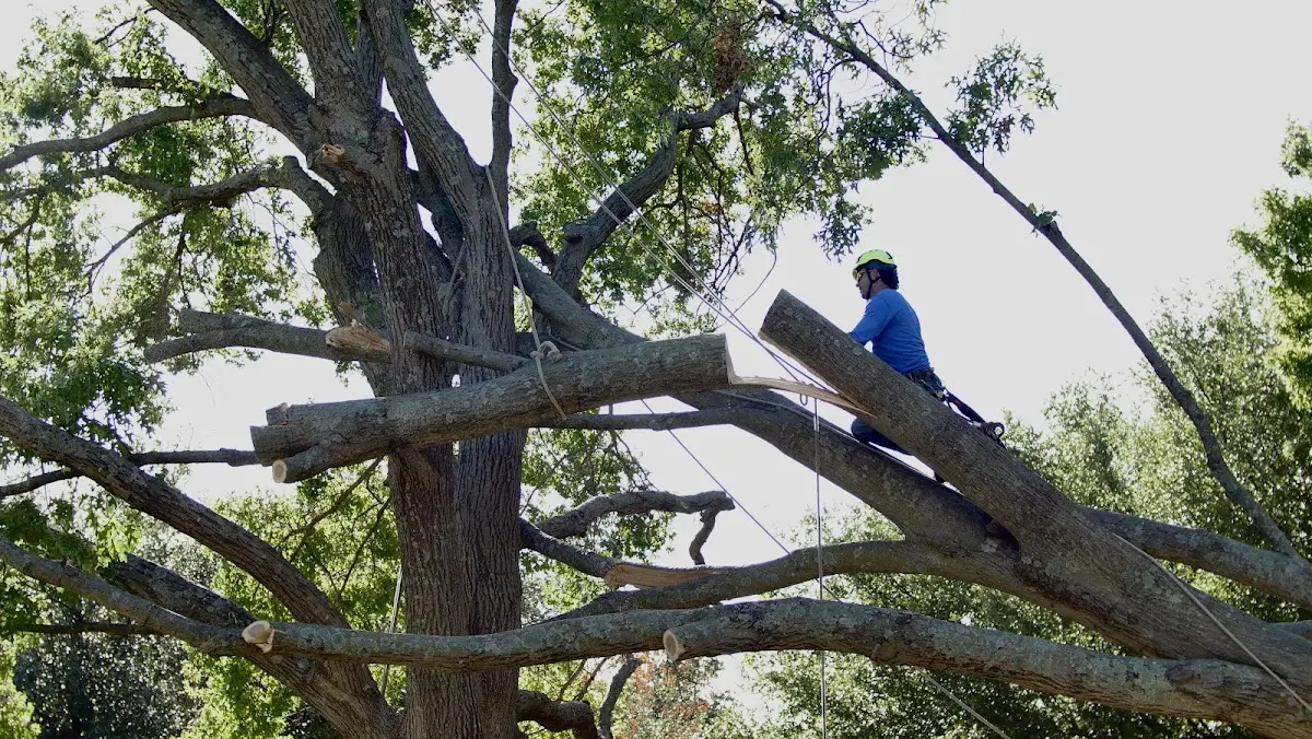 Professional Crown Thinning performed by certified arborists in Bigfork